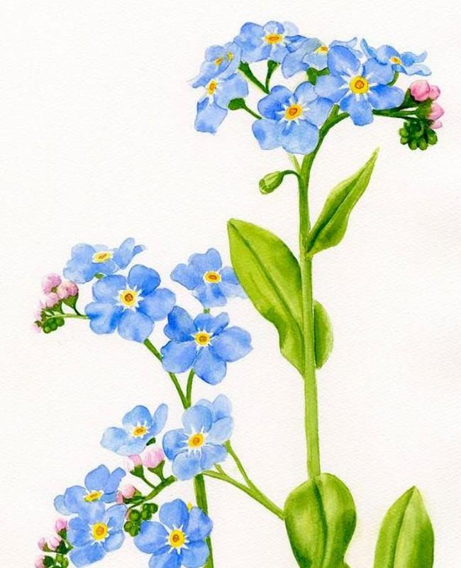 Hình Vẽ Hoa Lưu Ly