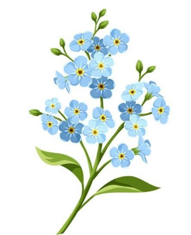 Hình Vẽ Hoa Lưu Ly
