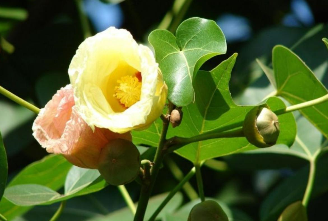 Khám phá hình ảnh hoa Bồ Đề