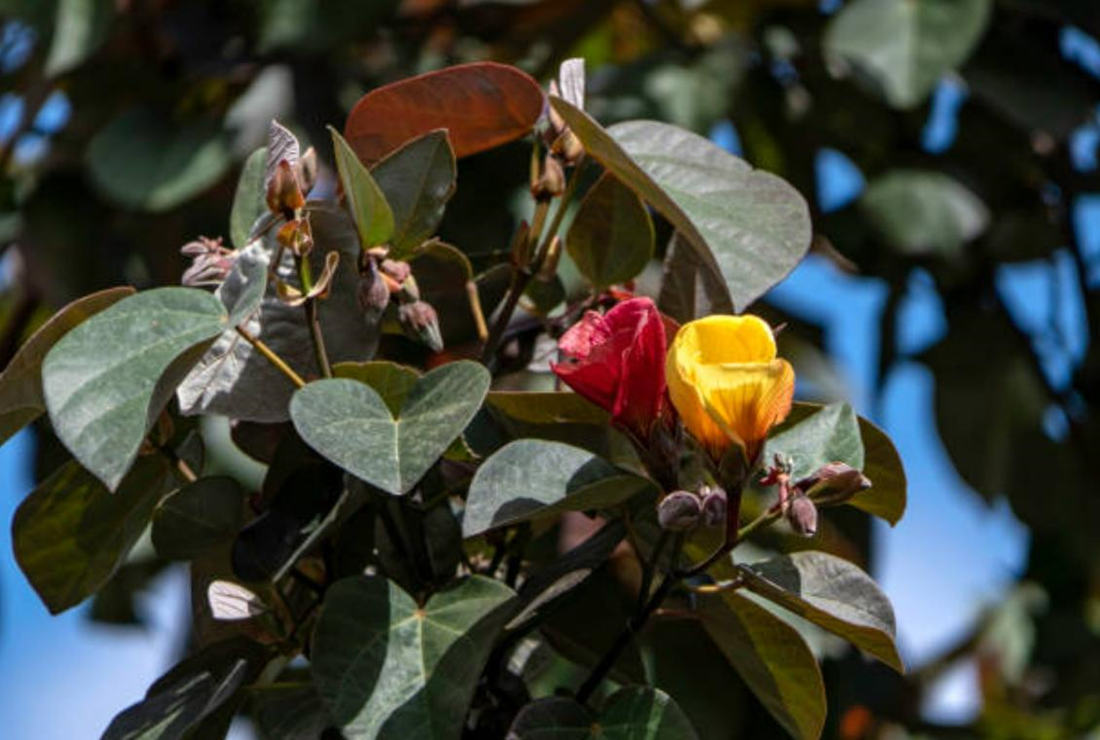 Khám phá hình ảnh hoa Bồ Đề