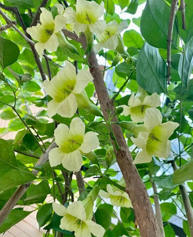 Chiêm ngưỡng hình ảnh hoa cây hạnh phúc tinh khôi