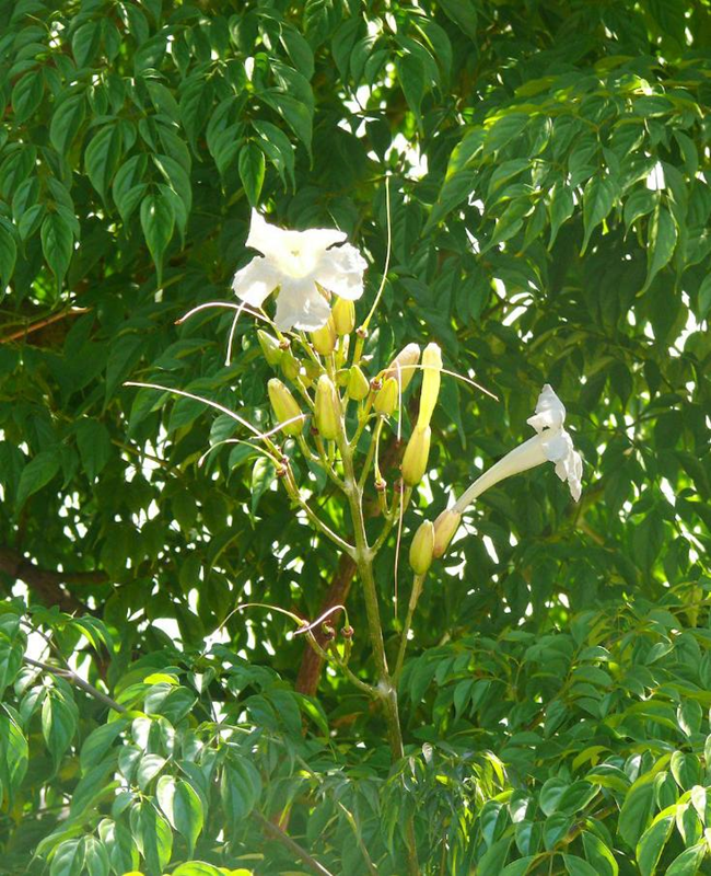 Chiêm ngưỡng hình ảnh hoa cây hạnh phúc tinh khôi