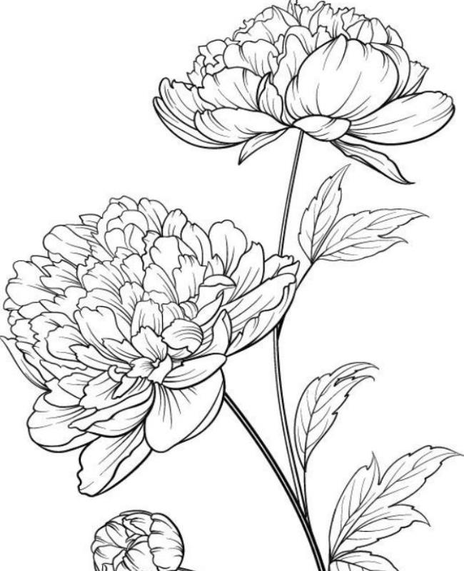 Hoa Mẫu Đơn Vẽ