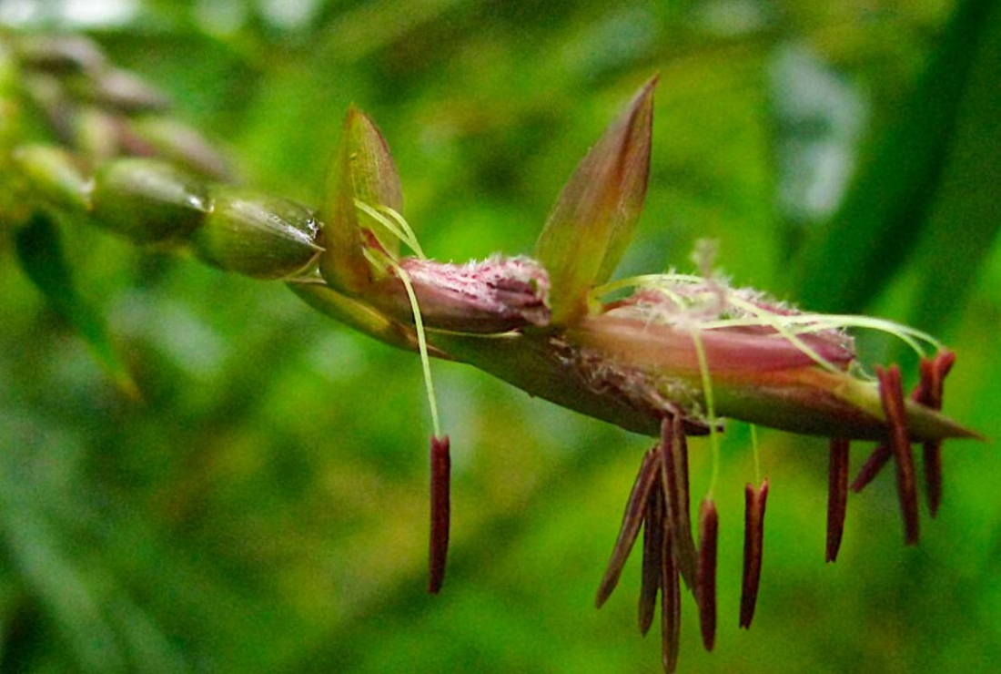 Ngắm nhìn hình ảnh hoa tre đẹp