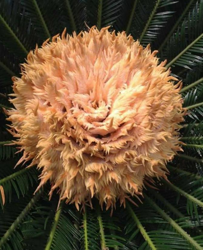 Chiêm ngưỡng hình ảnh hoa vạn tuế rực rỡ