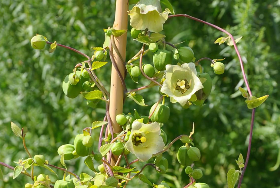 Cây hồng sâm