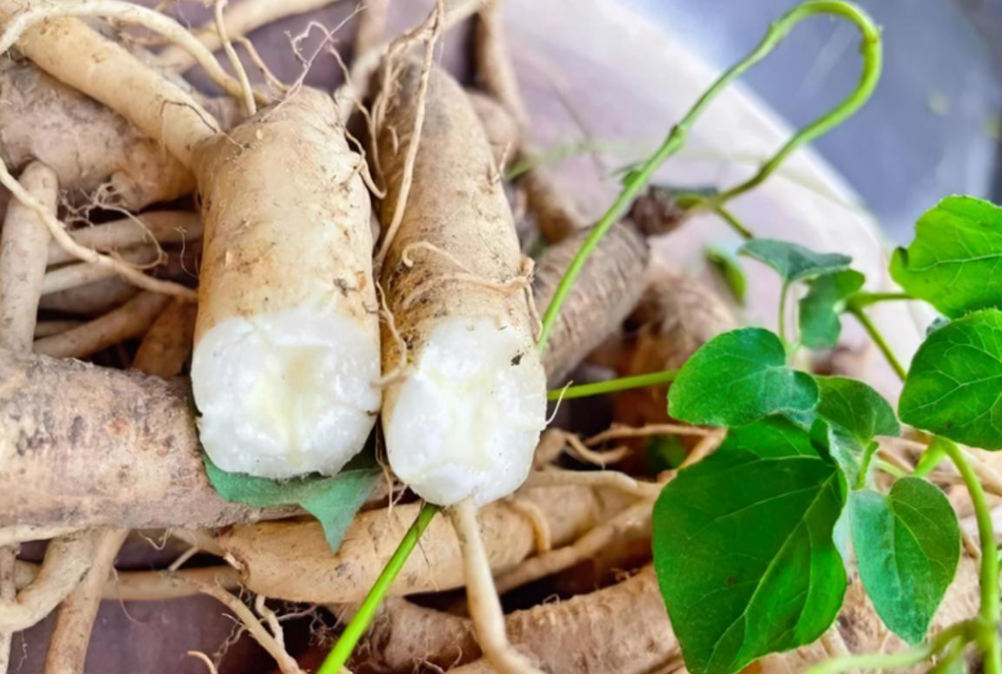 Cây hồng sâm