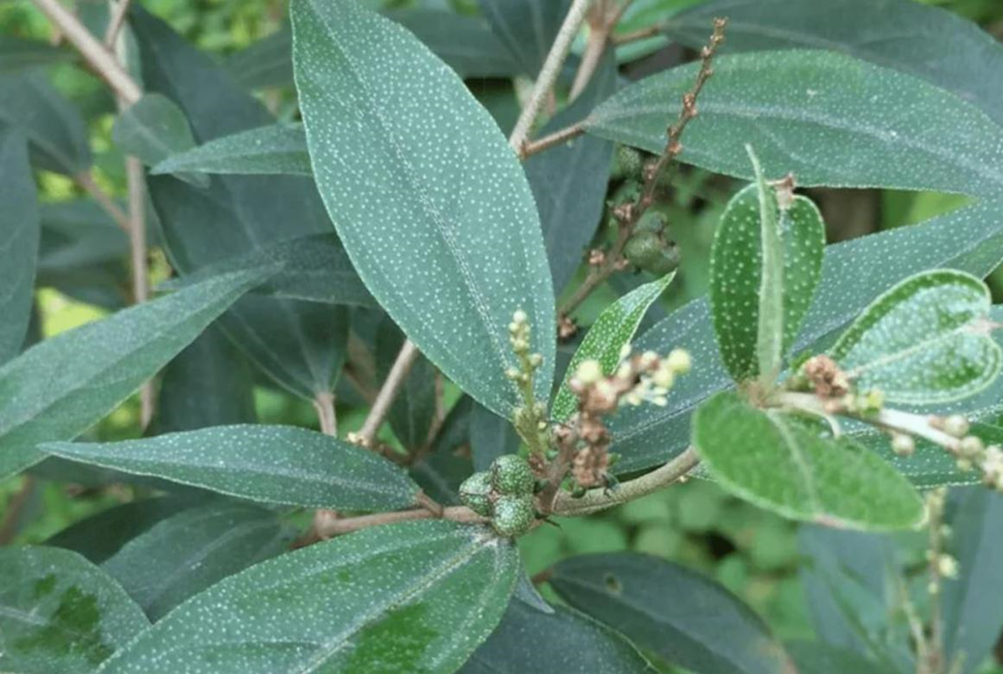 Cây khổ sâm