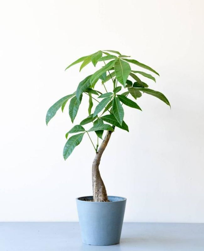 Bộ sưu tập hình ảnh cây kim ngân đẹp