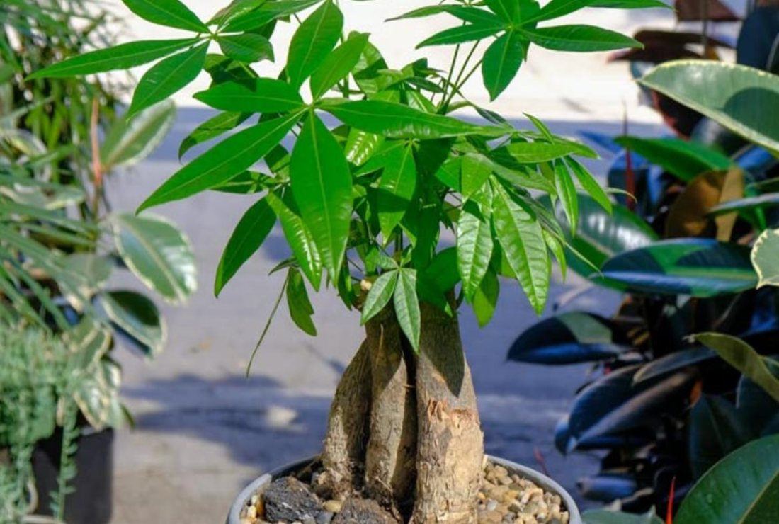 Chiêm ngưỡng hình nền cây kim ngân cho máy tính