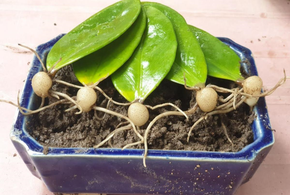 Chiêm ngưỡng hình nền cây kim tiền cho máy tính