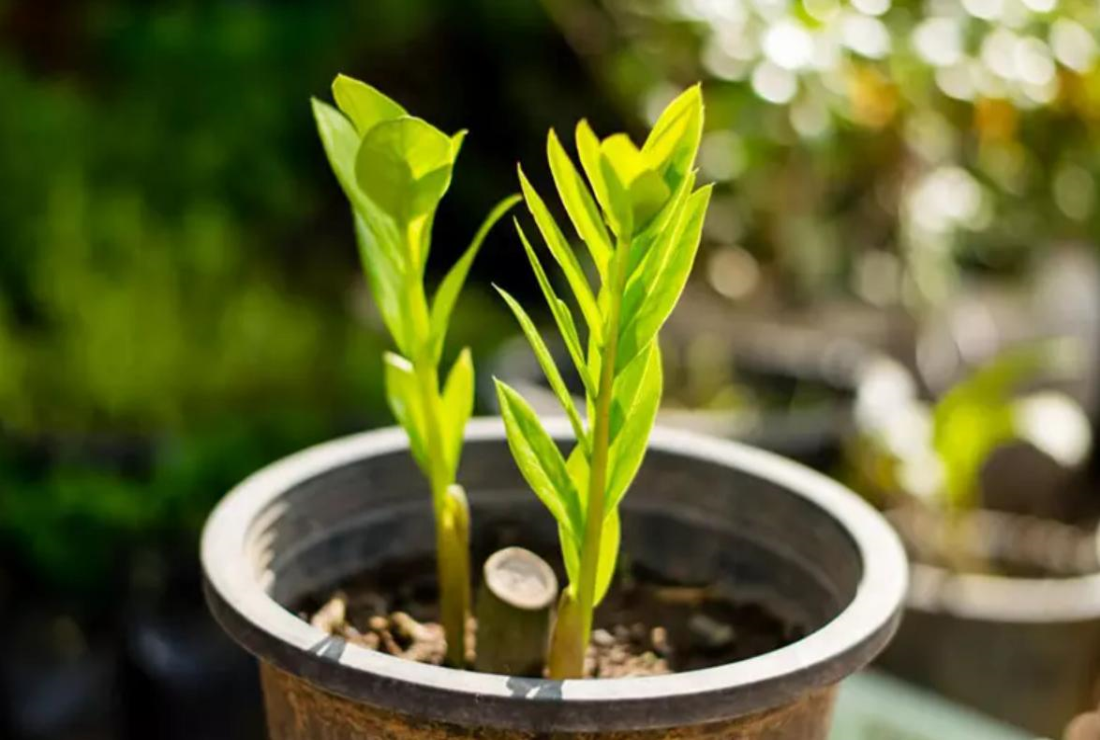 Chiêm ngưỡng hình nền cây kim tiền cho máy tính