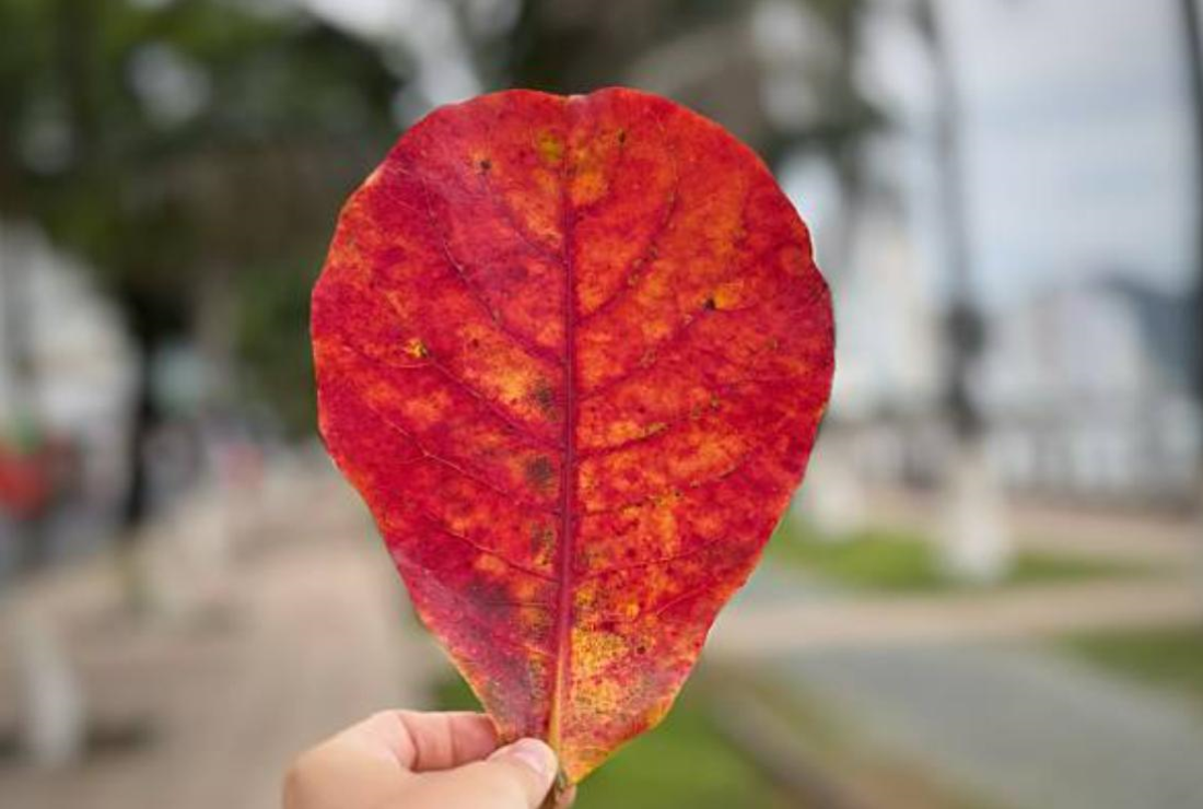 Tổng hợp hình ảnh lá bàng đẹp