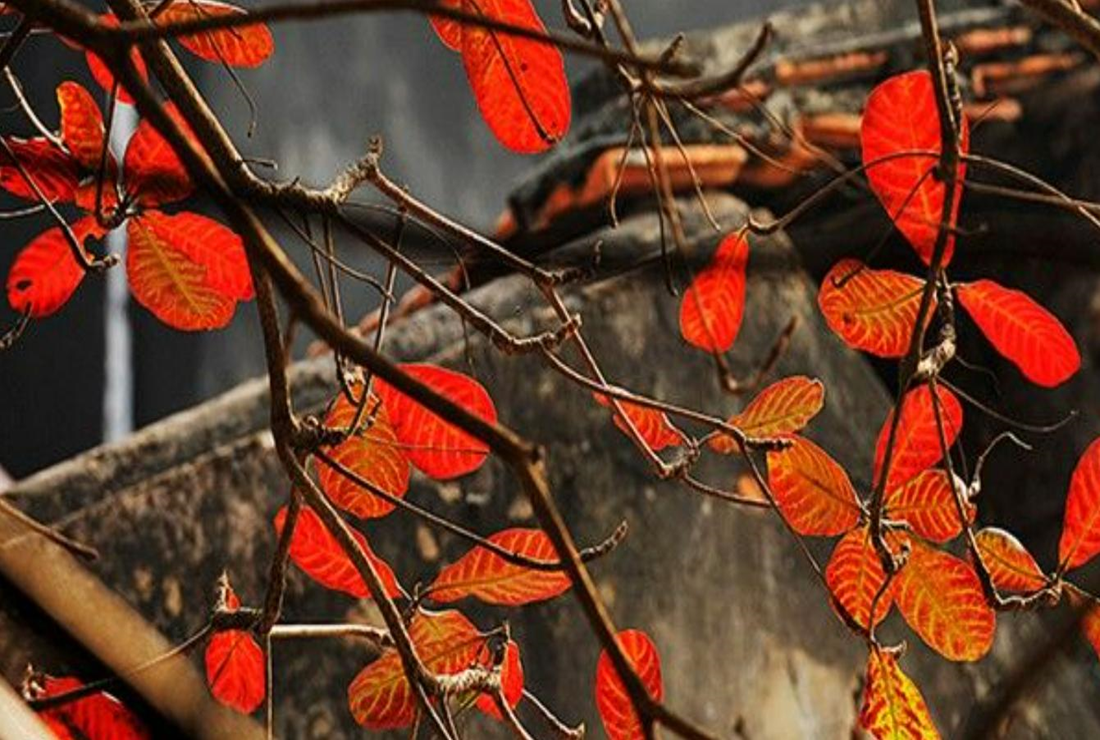 Tổng hợp hình ảnh lá bàng đẹp