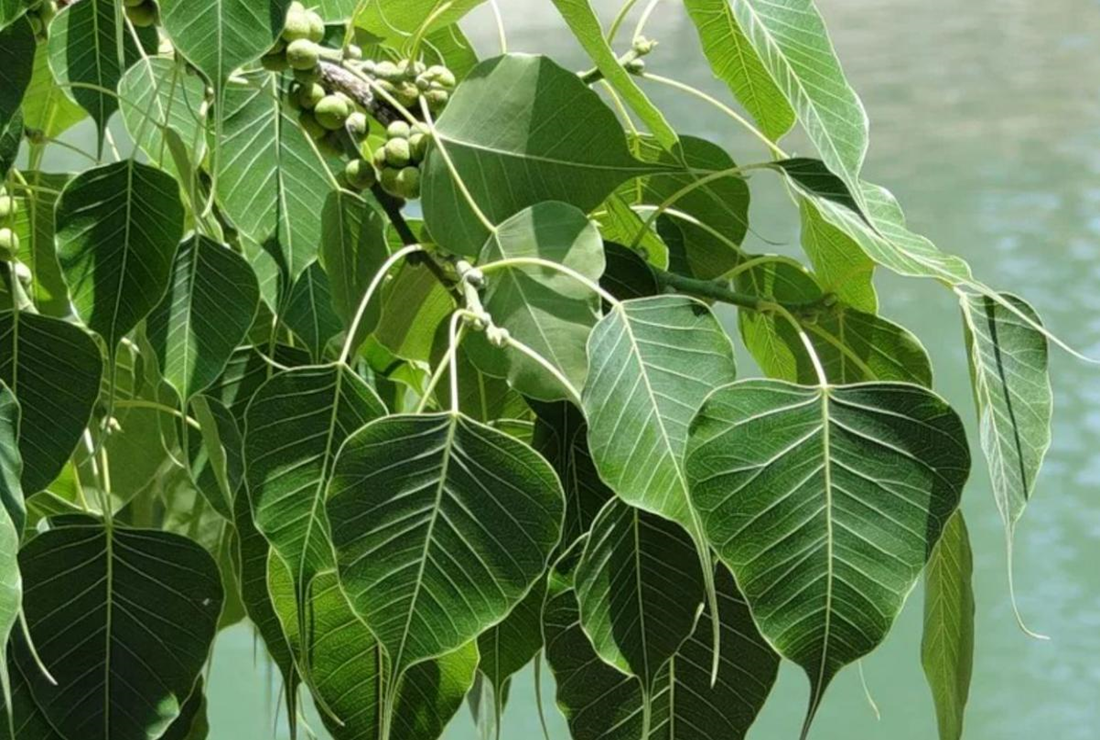 Tổng hợp hình ảnh lá cây Bồ Đề đẹp