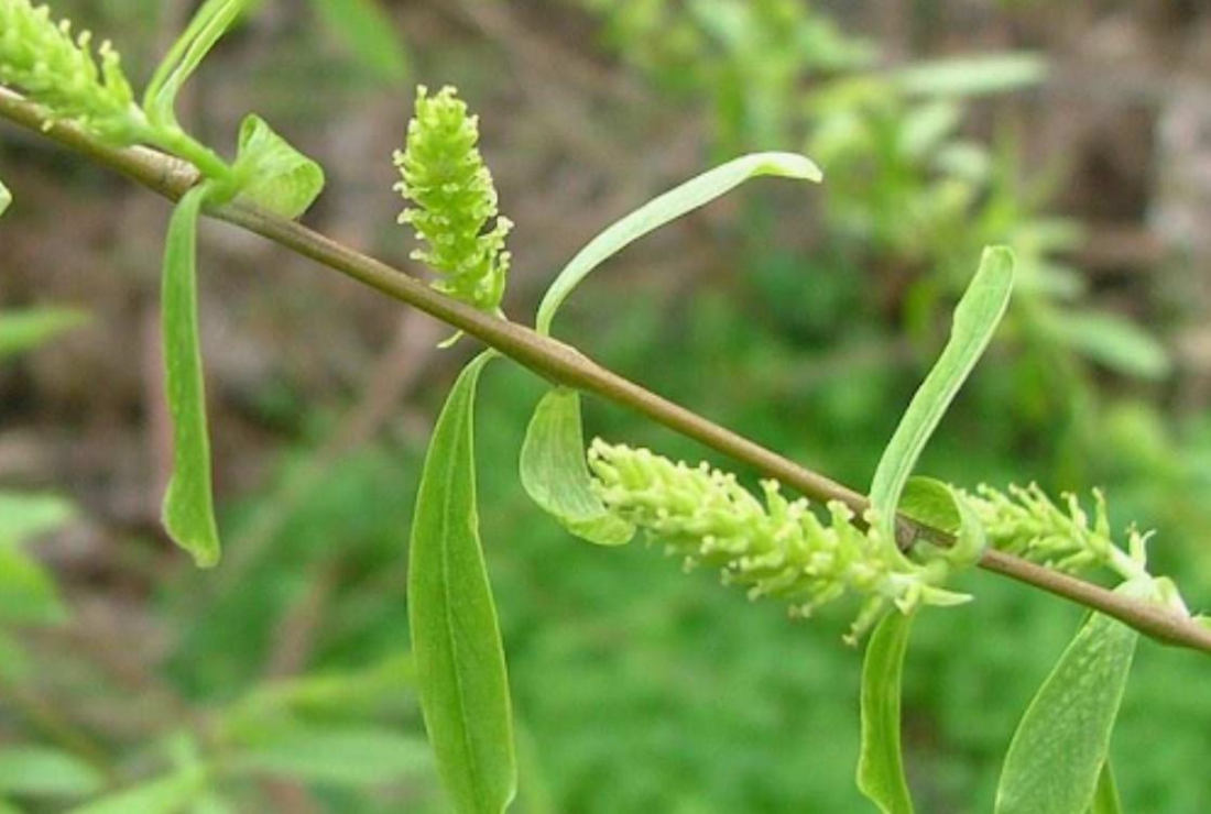 Tuyển chọn hình ảnh lá liễu đẹp