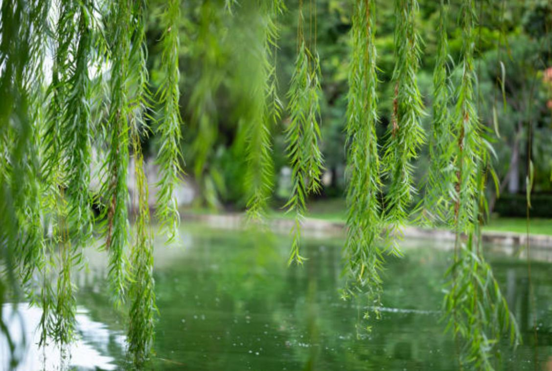 Tuyển chọn hình ảnh lá liễu đẹp