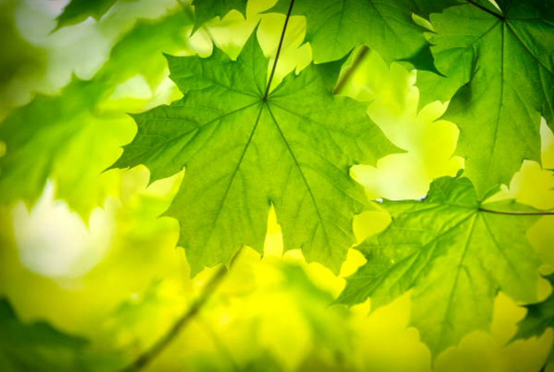 Tổng hợp hình ảnh lá phong đẹp