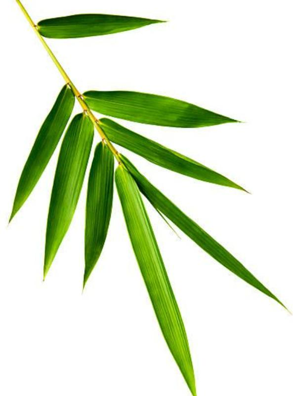 Tổng hợp hình ảnh lá tre sắc nét