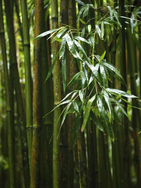 Tổng hợp hình ảnh lá tre sắc nét