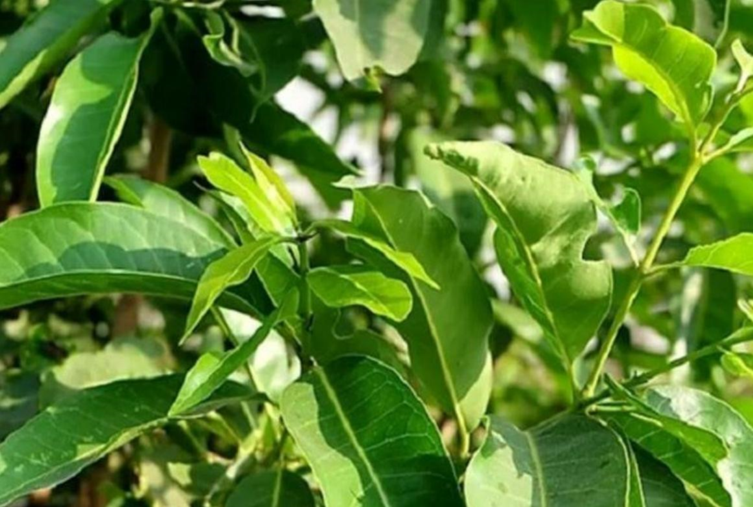 Tìm hiểu hình ảnh lá vối