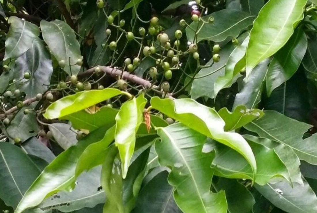 Tìm hiểu hình ảnh lá vối