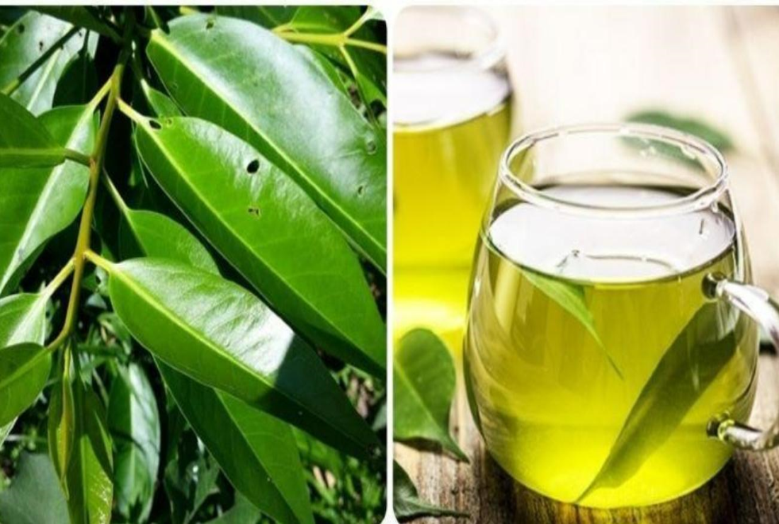 Tìm hiểu hình ảnh lá vối