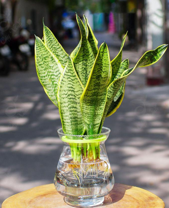 Bộ sưu tập hình ảnh lá cây lưỡi hổ xanh