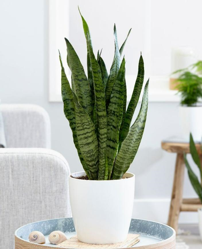 Bộ sưu tập hình ảnh lá cây lưỡi hổ xanh