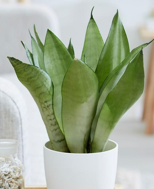Bộ sưu tập hình ảnh lá cây lưỡi hổ xanh