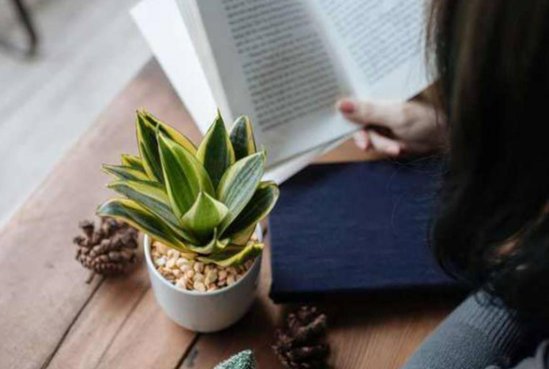 Tổng hợp hình ảnh cây lưỡi mèo đẹp