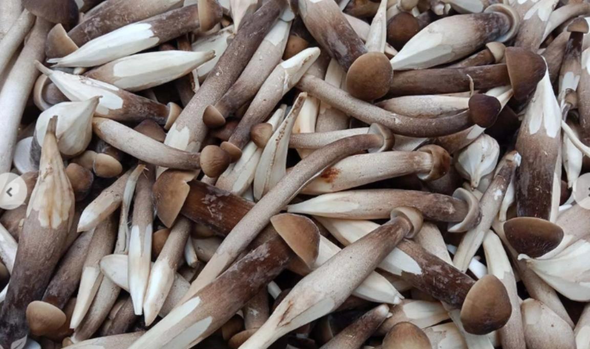 Khám phá hình ảnh nấm mối đen