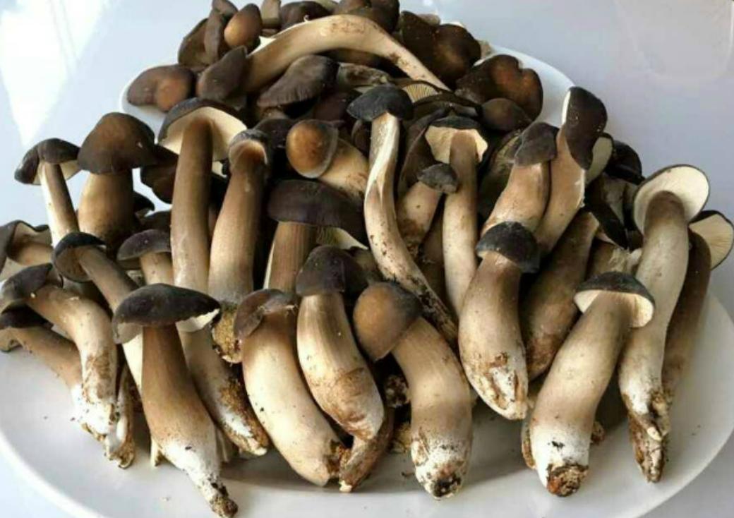 Khám phá hình ảnh nấm mối đen