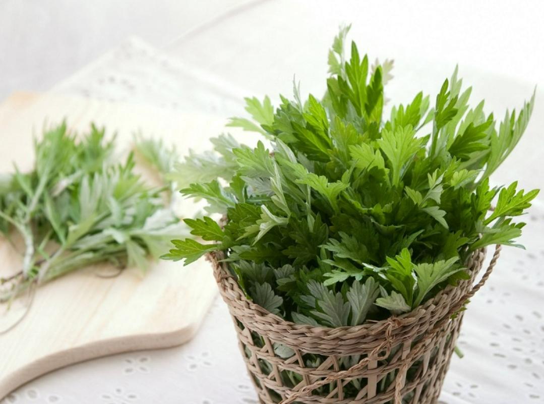 Bộ sưu tập hình ảnh cây ngải cứu