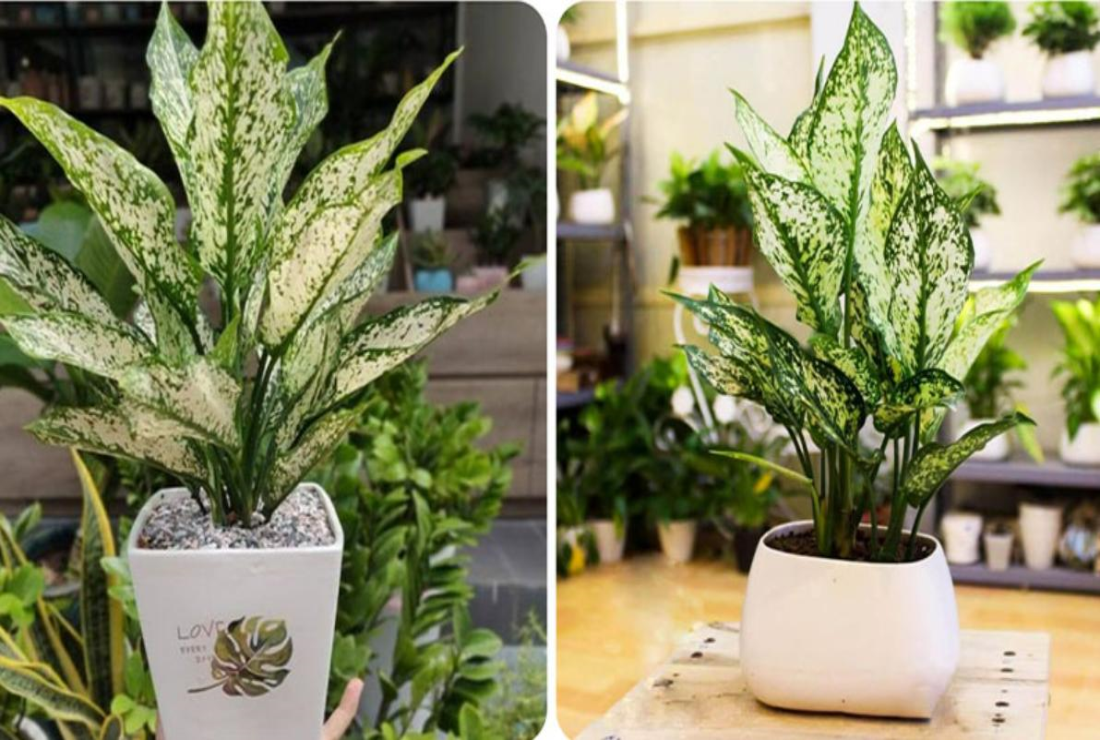 Chiêm ngưỡng cây ngọc ngân đẹp