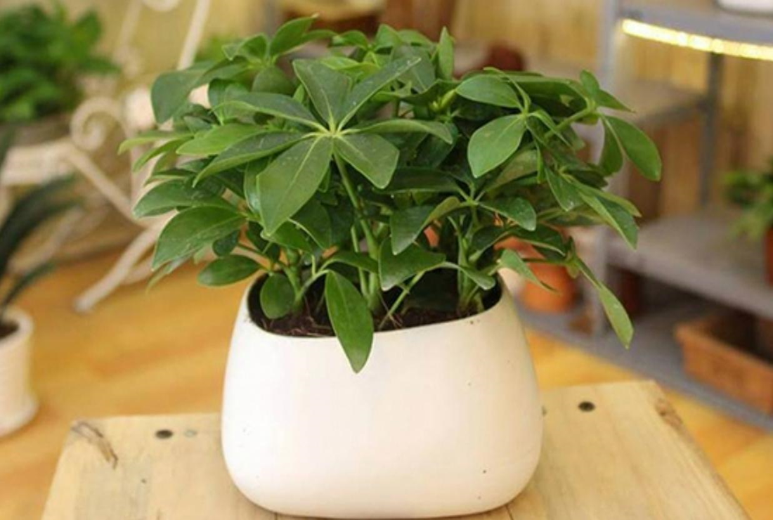 Bộ sưu tập hình ảnh cây ngũ gia bì đẹp