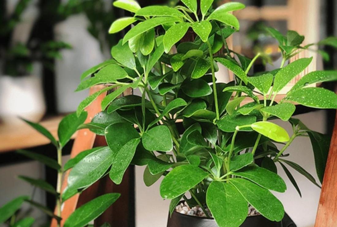 Bộ sưu tập hình ảnh cây ngũ gia bì đẹp