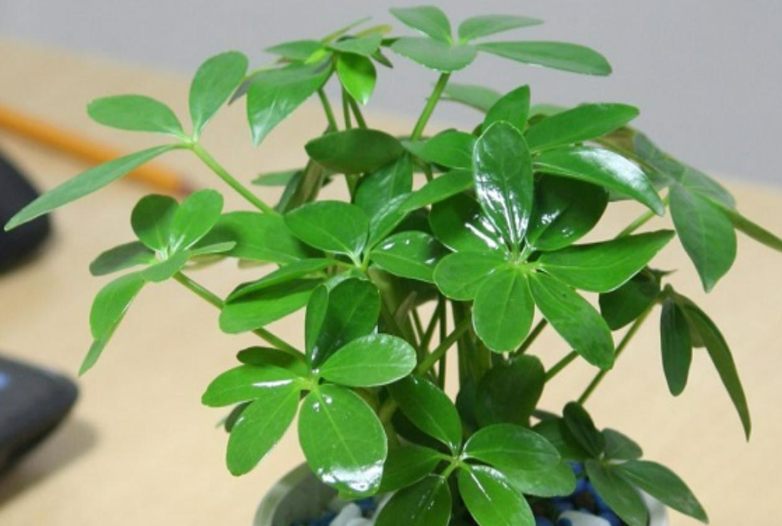 Khám  Phá +77 Bức Hình Chụp Cây Ngũ Gia Bì & Ngũ Gia Bì Gai Sắc Nét