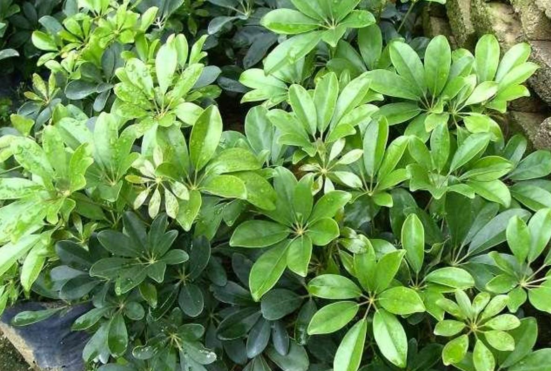 Bộ sưu tập hình ảnh cây ngũ gia bì đẹp