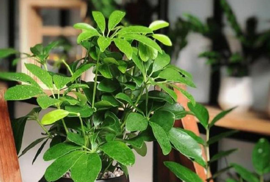 Bộ sưu tập hình ảnh cây ngũ gia bì đẹp