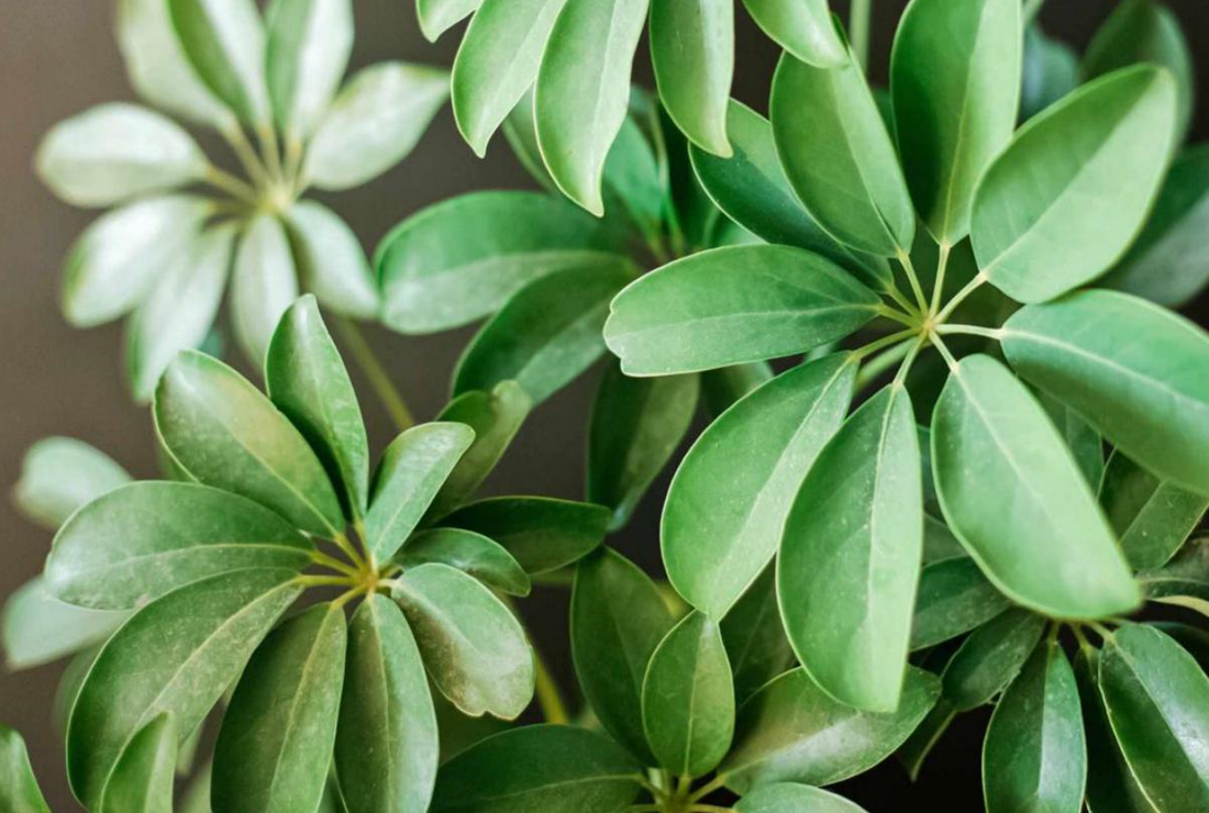 Bộ sưu tập hình ảnh cây ngũ gia bì đẹp