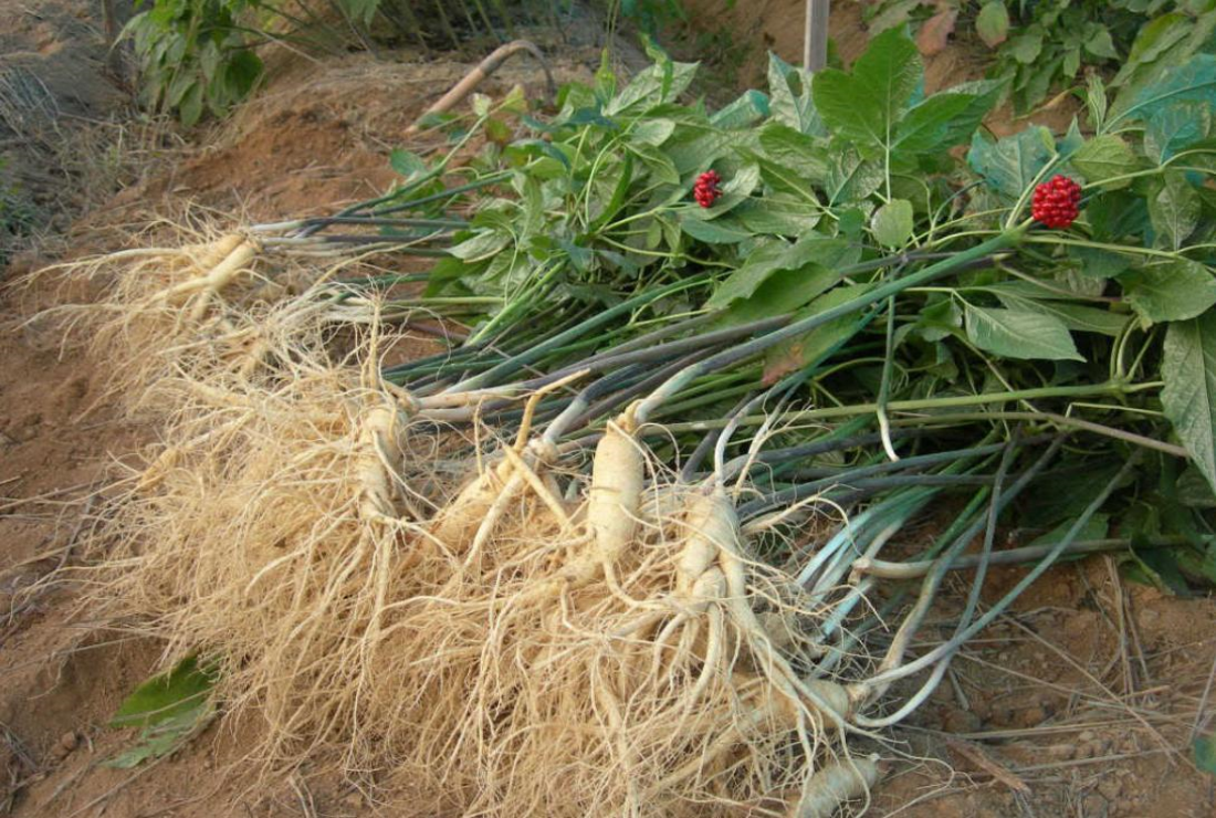 Sâm Hàn Quốc