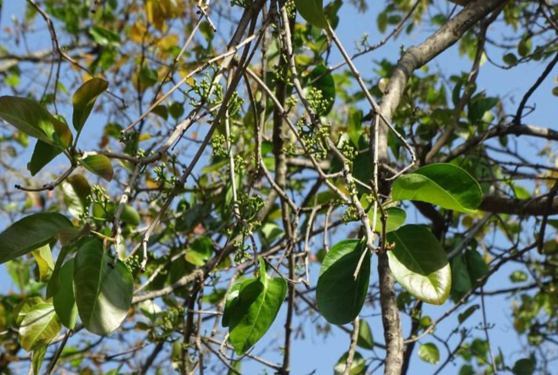Chiêm ngưỡng hình ảnh nụ vối