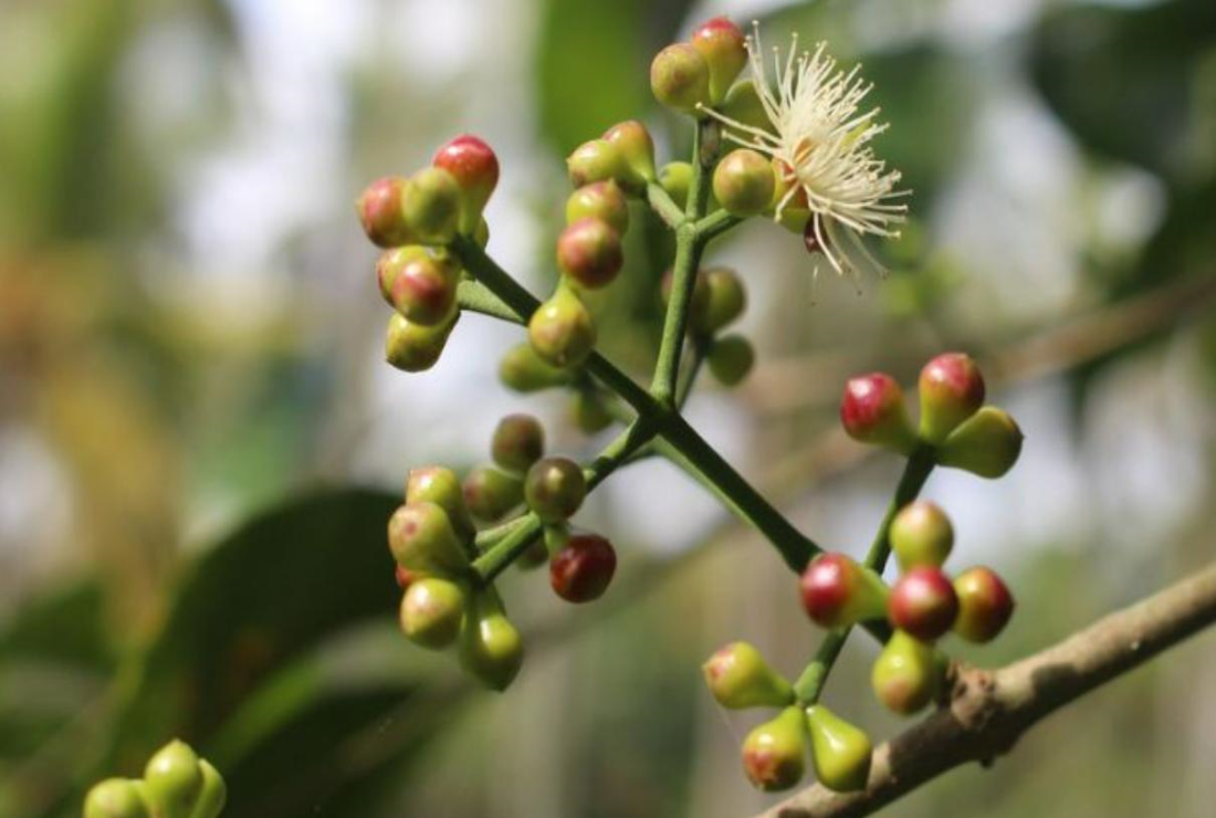 Chiêm ngưỡng hình ảnh nụ vối