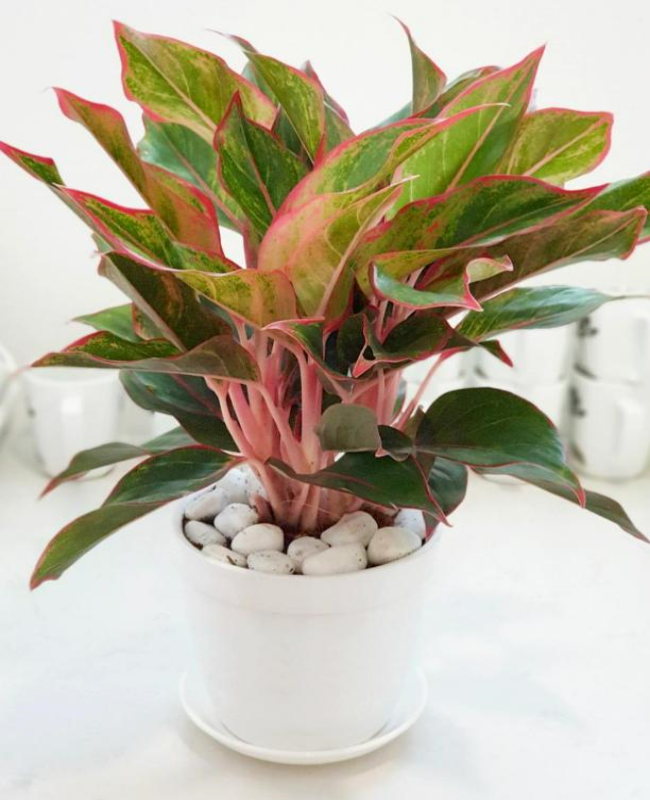 Tổng hợp hình ảnh cây phú quý