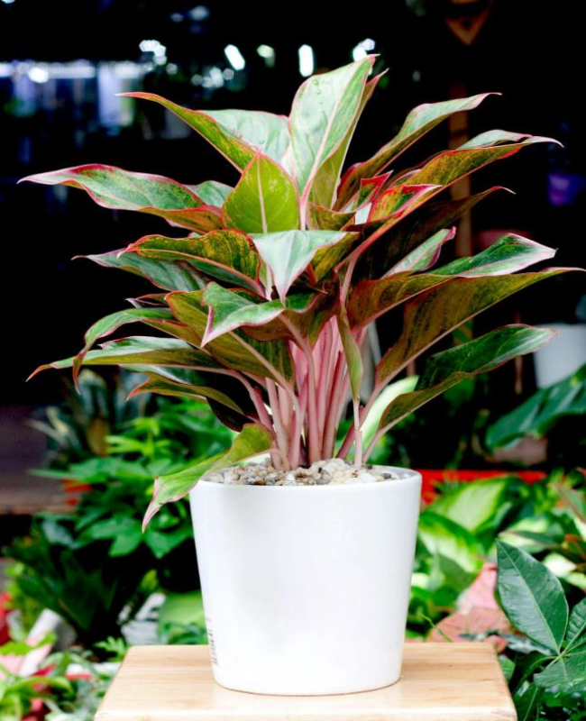 Tổng hợp hình ảnh cây phú quý