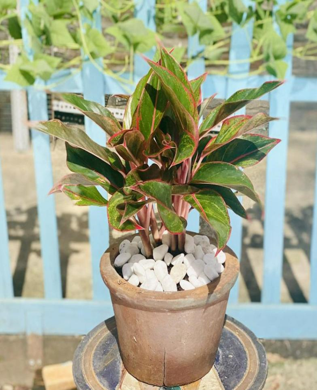 Tổng hợp hình ảnh cây phú quý