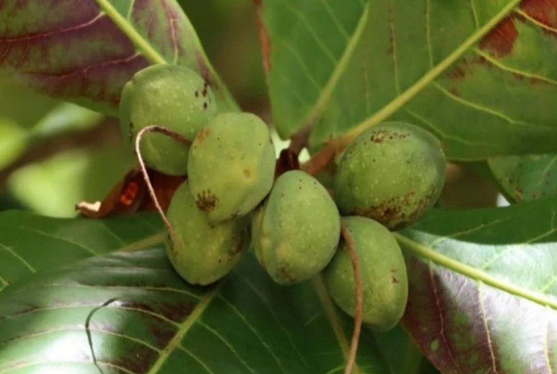 Khám phá hình ảnh quả bàng