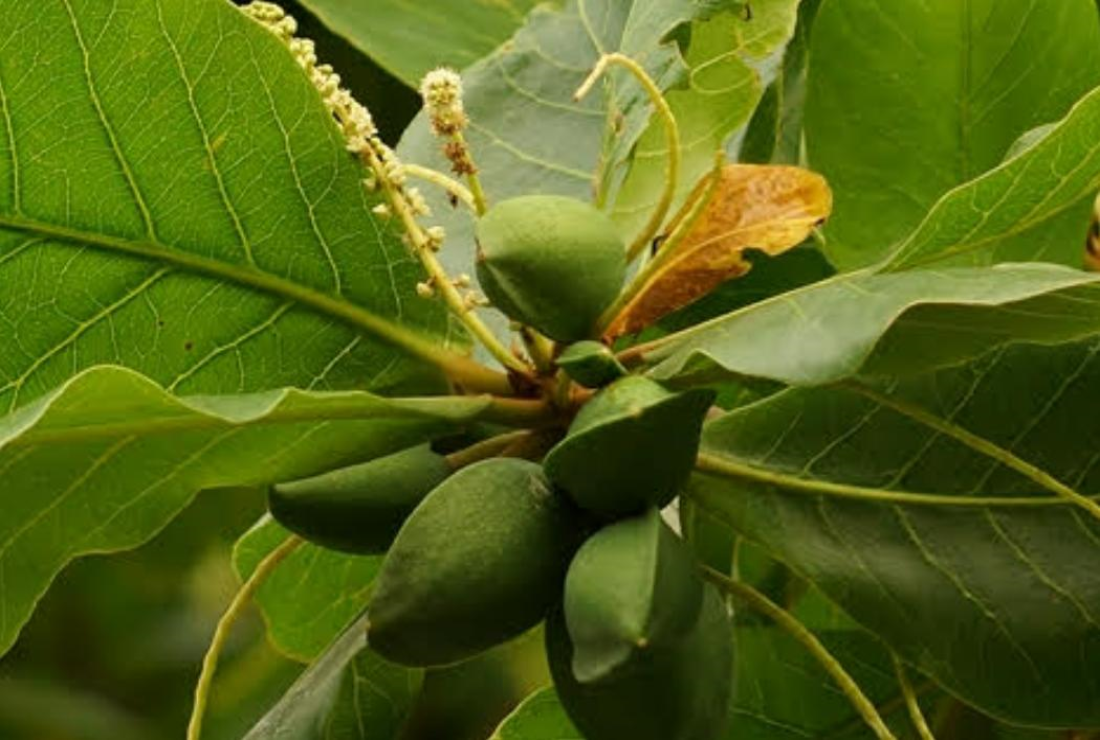 Khám phá hình ảnh quả bàng