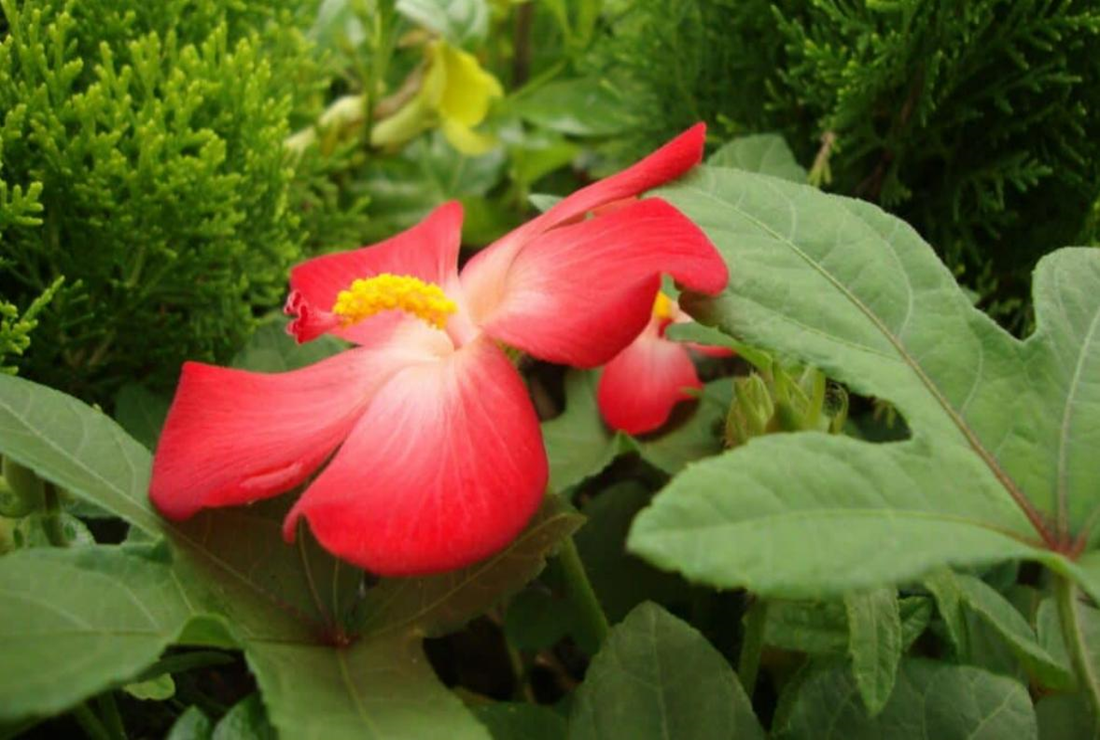 Sâm Bố Chính